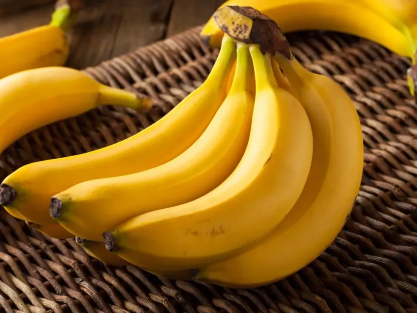 bahia e o segundo maior produtor de banana do brasil