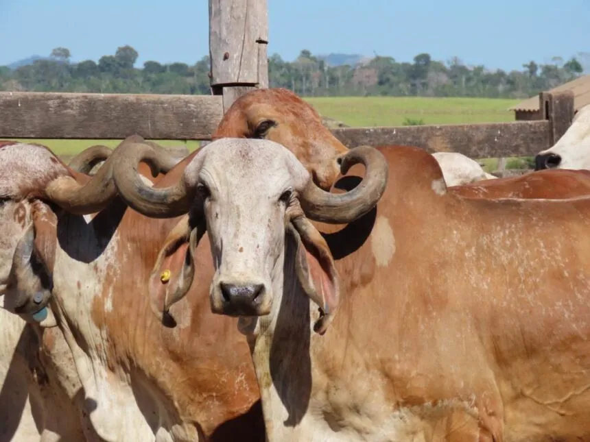 santa rita de cassia tem maior aumento de bovinos da bahia